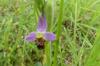 Ophrys apifera