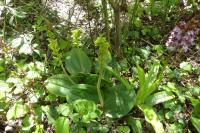 Neottia ovata