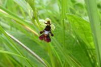Ophrys insectifera