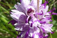 Orchis simia