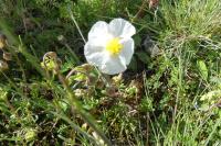 Helianthemum apenninum
