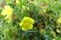 Potentilla verna