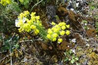 Euphorbia cyparissias