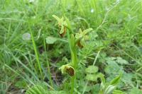 Ophrys aranifera