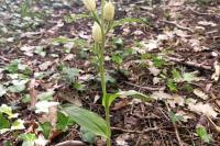 Cephalanthera damasonium