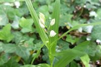 Cephalanthera longifolia