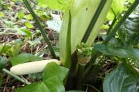 Arum italicum