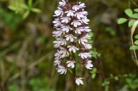 Orchis purpurea