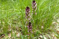 Neotinea ustulata