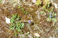 Globularia bisnagarica