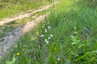 Cephalanthera longifolia