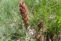 Orobanche minor