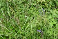 Hyacinthoides non-scripta