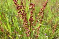 Rumex acetosella