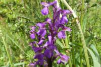 Anacamptis morio