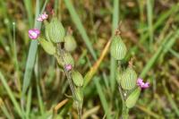 Silene conica