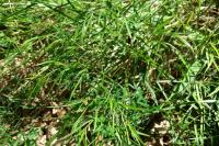 Peucedanum gallicum