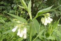 Symphytum officinale