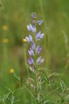 Lupinus angustifolius