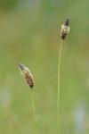 Plantago lanceolata