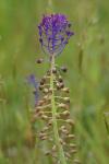 Muscari comosum