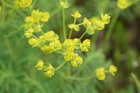 Euphorbia cyparissias