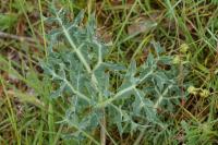 Eryngium campestre