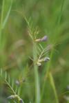 Vicia angustifolia