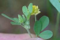 Trifolium campestre