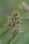 Poa bulbosa