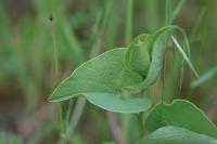Aristolochia clematitis