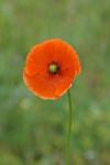 Papaver rhoeas