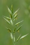 Bromus hordeaceus