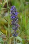 Ajuga genevensis