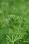 Galium aparine