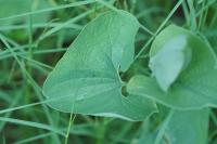 Aristolochia clematitis