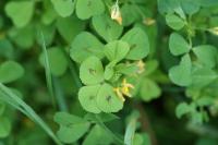 Medicago arabica