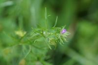 Geranium dissectum