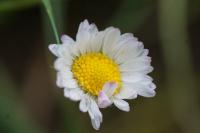 Bellis perennis