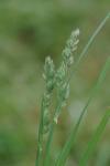 Dactylis glomerata
