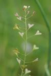 Capsella bursa-pastoris