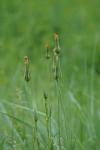 Tragopogon pratensis