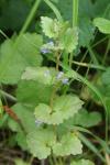 Glechoma hederacea