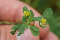 Trifolium dubium