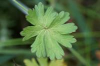 Geranium molle