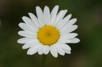 Leucanthemum ircutianum