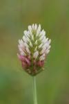 Trifolium incarnatum var. molinerii