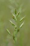 Bromus hordeaceus