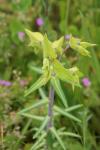 Euphorbia lathyris