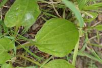 Plantago major